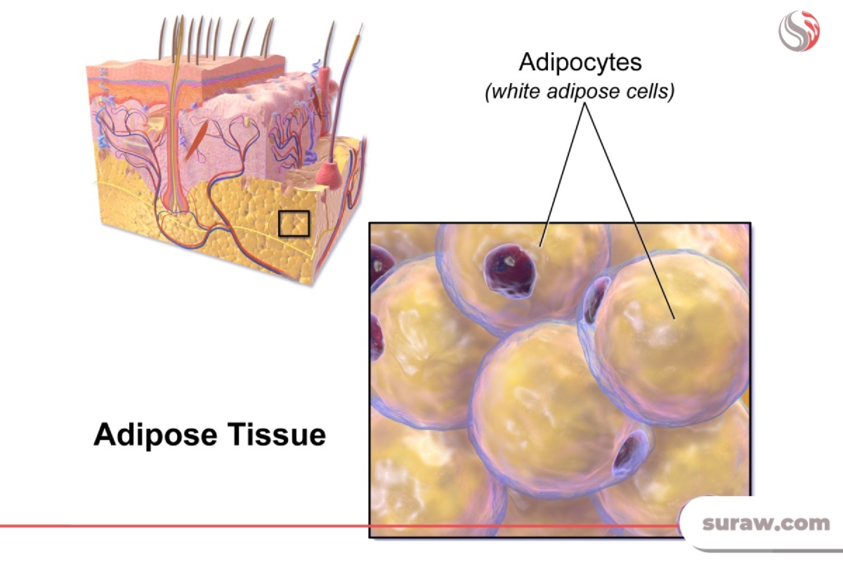 سلول های چربی در لایه هیپودرم پوست