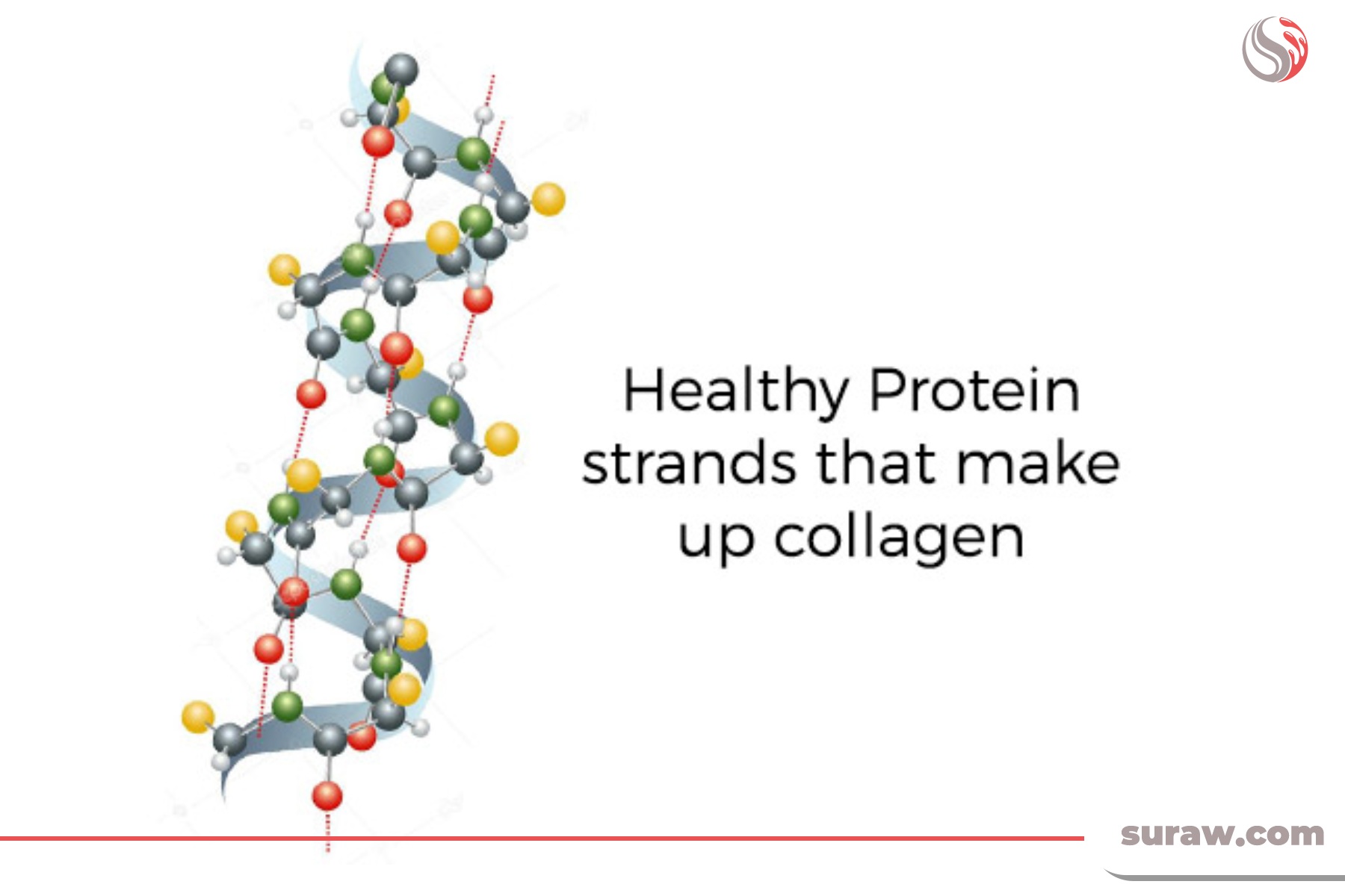 ساختار پروتئین موجود در پوست